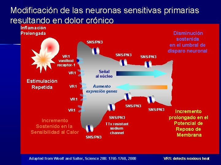 Modificación de las neuronas sensitivas primarias resultando en dolor crónico Inflamación Prolongada Disminución sostenida