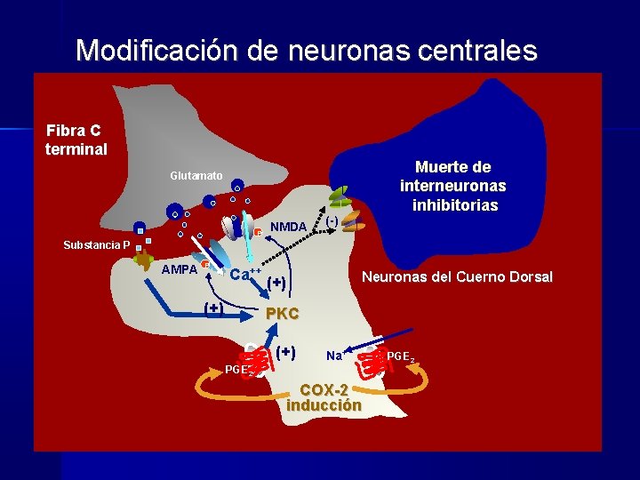 Modificación de neuronas centrales Fibra C terminal GABA Muerte de Glicina interneuronas Glutamato P