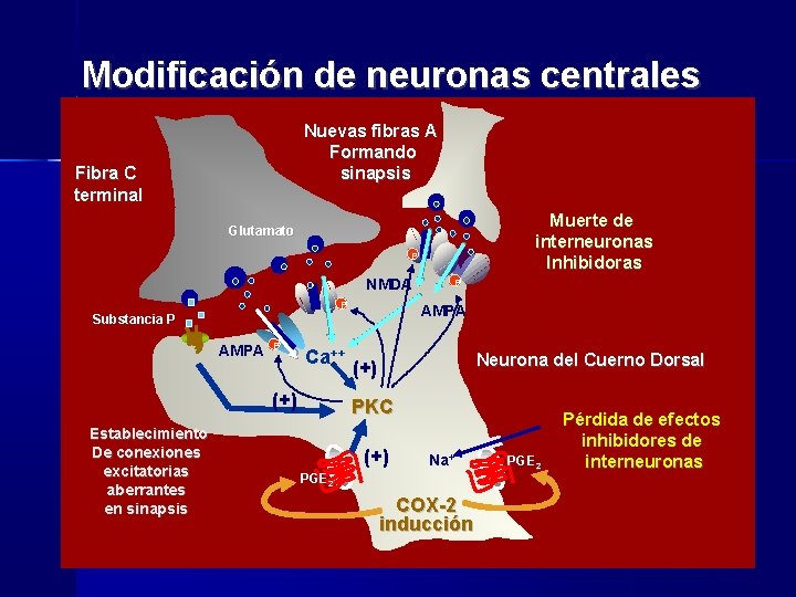 Modificación de neuronas centrales Nuevas fibras A Formando sinapsis Fibra C terminal Muerte de