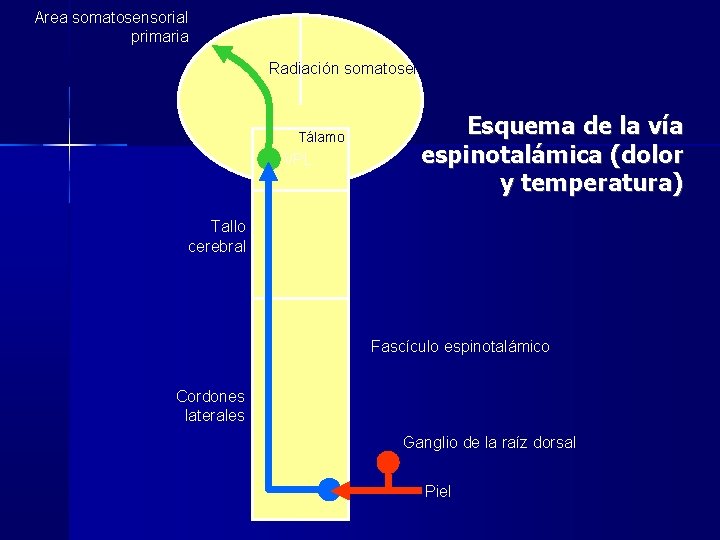 Area somatosensorial primaria Radiación somatosensorial Tálamo VPL Esquema de la vía espinotalámica (dolor y Area somatosensorial primaria Radiación somatosensorial Tálamo VPL Esquema de la vía espinotalámica (dolor y