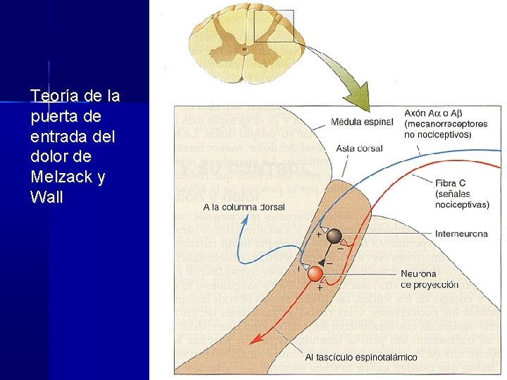 Teoría de la puerta de entrada del dolor de Melzack y Wall 