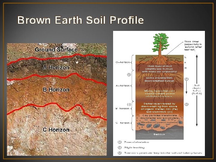 A detailed study of Brown Earths Geoecology section