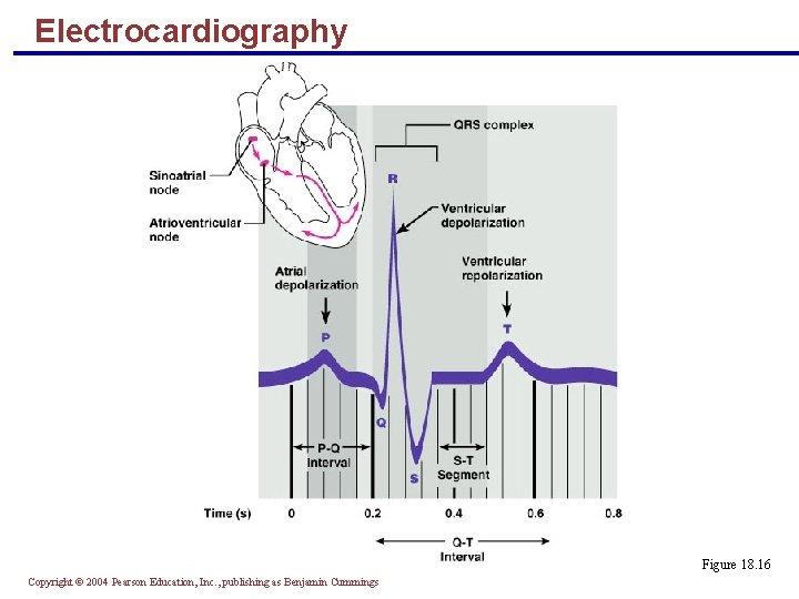 Electrocardiography Figure 18. 16 Copyright © 2004 Pearson Education, Inc. , publishing as Benjamin