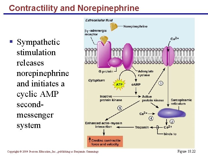 Contractility and Norepinephrine § Sympathetic stimulation releases norepinephrine and initiates a cyclic AMP secondmessenger