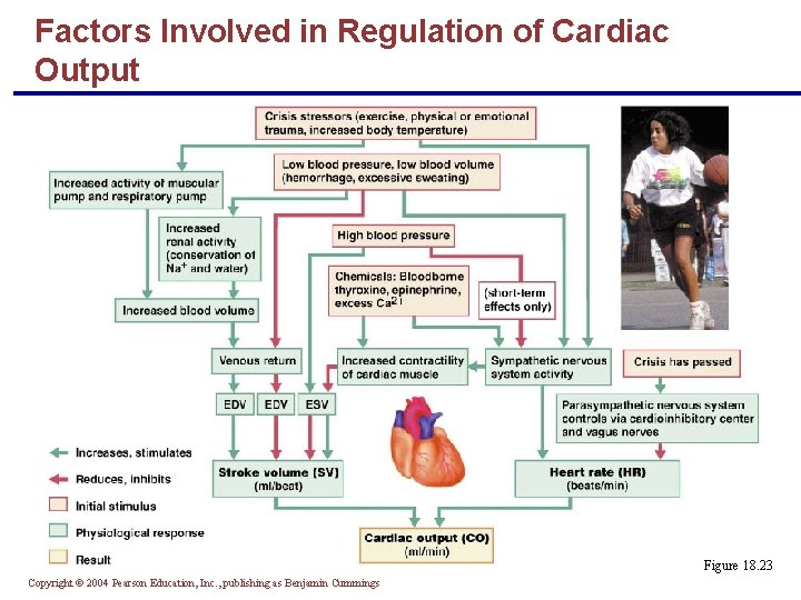 Factors Involved in Regulation of Cardiac Output Figure 18. 23 Copyright © 2004 Pearson