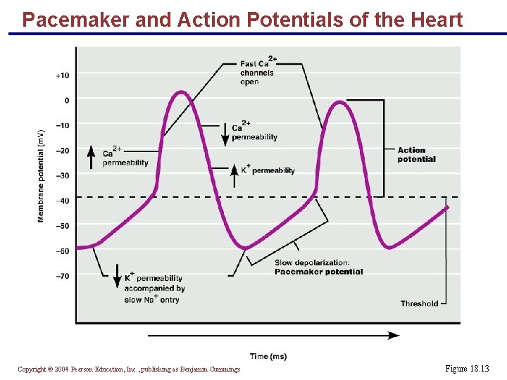 Pacemaker and Action Potentials of the Heart Copyright © 2004 Pearson Education, Inc. ,