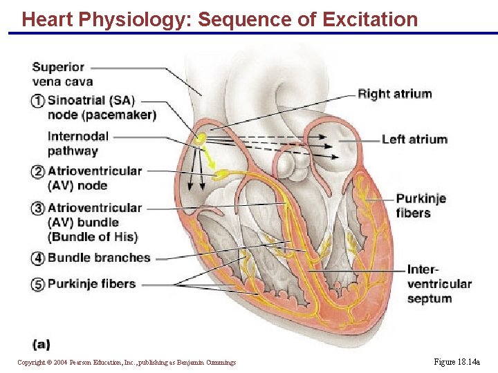 Heart Physiology: Sequence of Excitation Copyright © 2004 Pearson Education, Inc. , publishing as