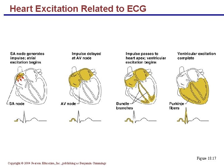 Heart Excitation Related to ECG Figure 18. 17 Copyright © 2004 Pearson Education, Inc.
