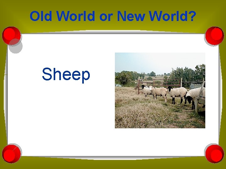 Old World or New World? Sheep 