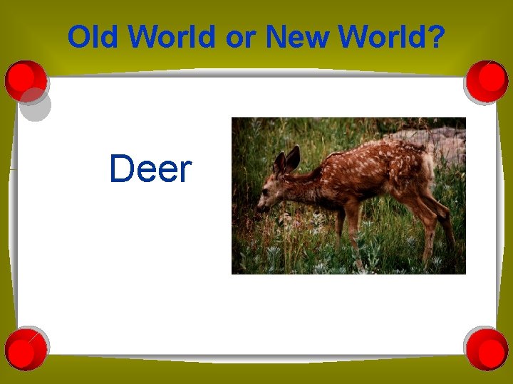 Old World or New World? Deer 