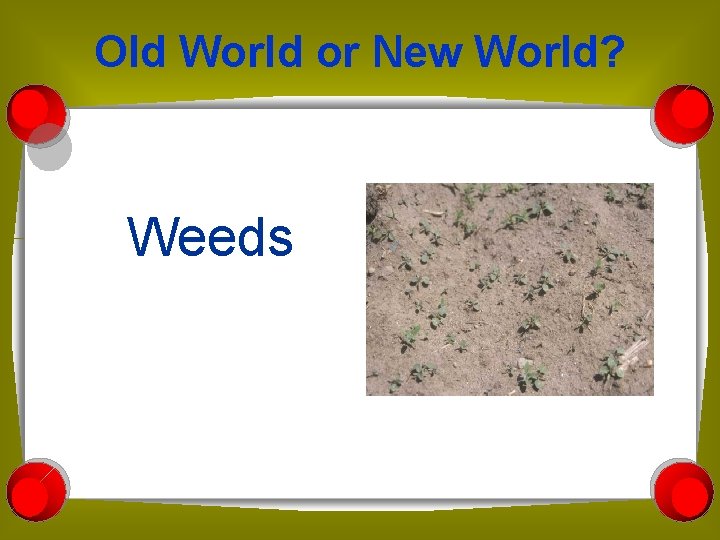 Old World or New World? Weeds 