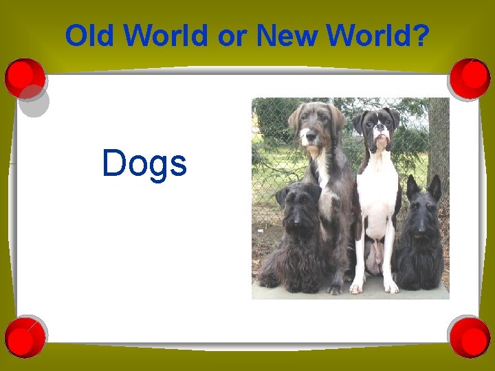 Old World or New World? Dogs 