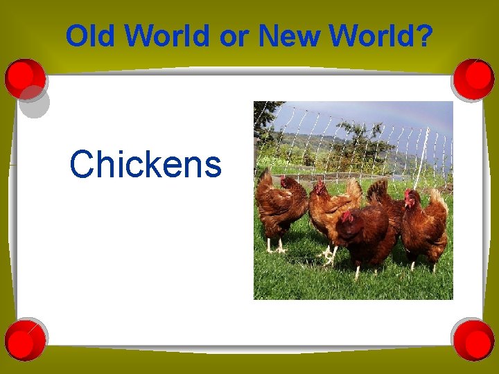 Old World or New World? Chickens 