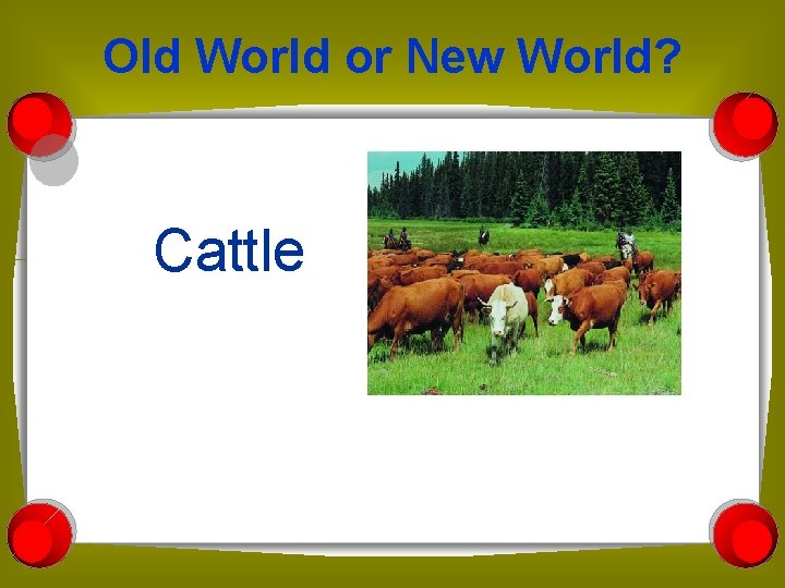 Old World or New World? Cattle 