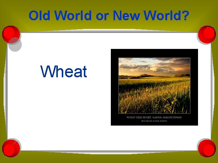 Old World or New World? Wheat 