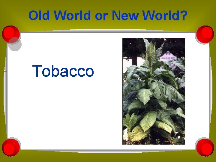 Old World or New World? Tobacco 