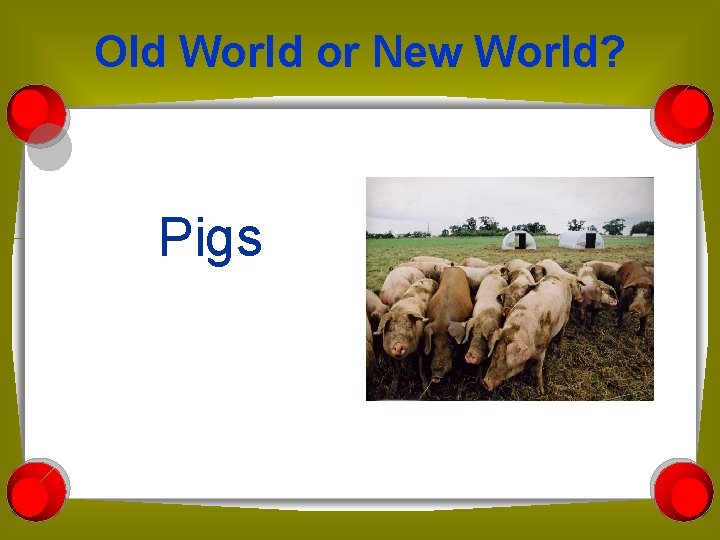 Old World or New World? Pigs 