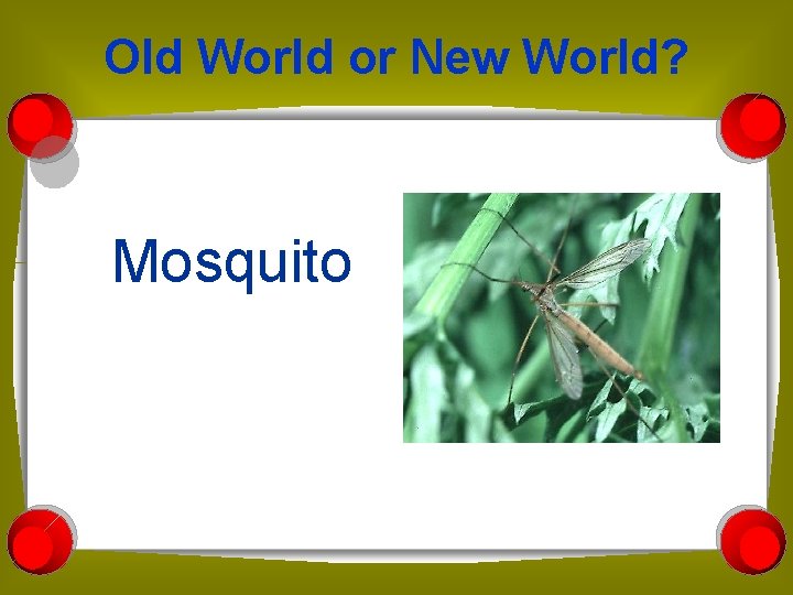 Old World or New World? Mosquito 