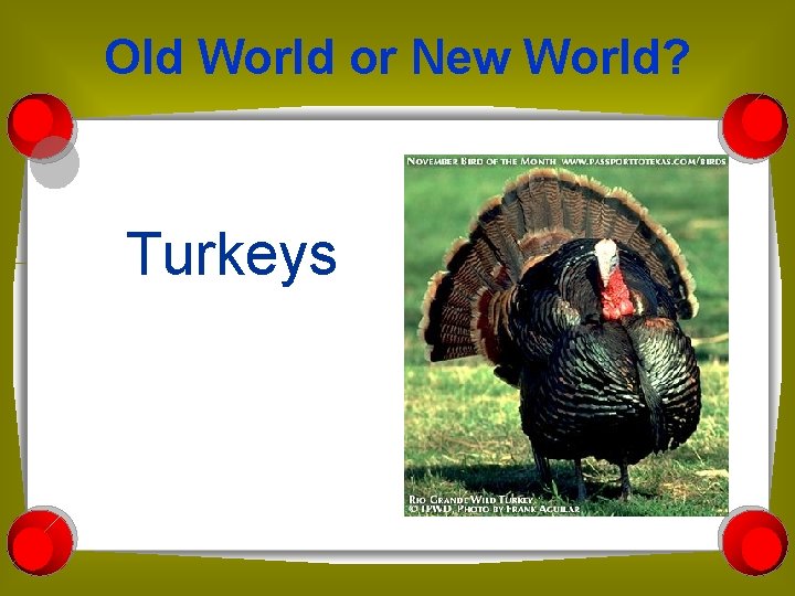 Old World or New World? Turkeys 