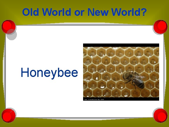 Old World or New World? Honeybee 