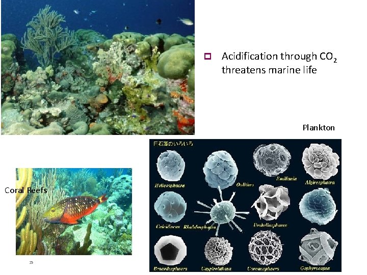 p Acidification through CO 2 threatens marine life Plankton Coral Reefs 25 