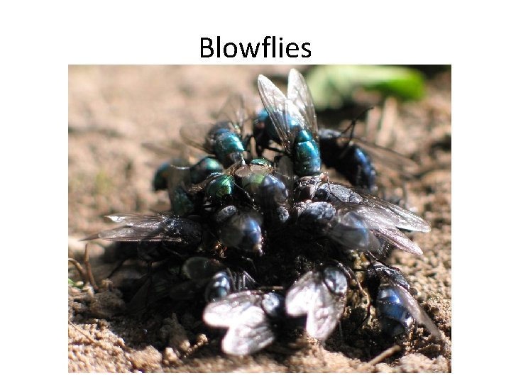 Blowflies 