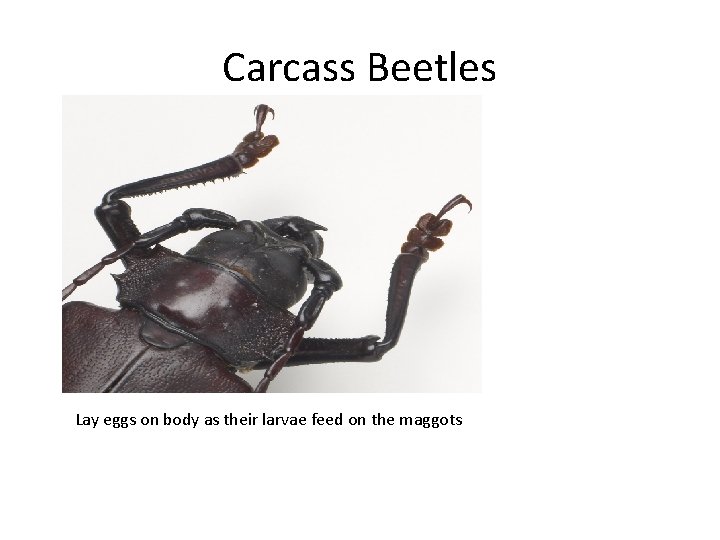 Carcass Beetles Lay eggs on body as their larvae feed on the maggots 