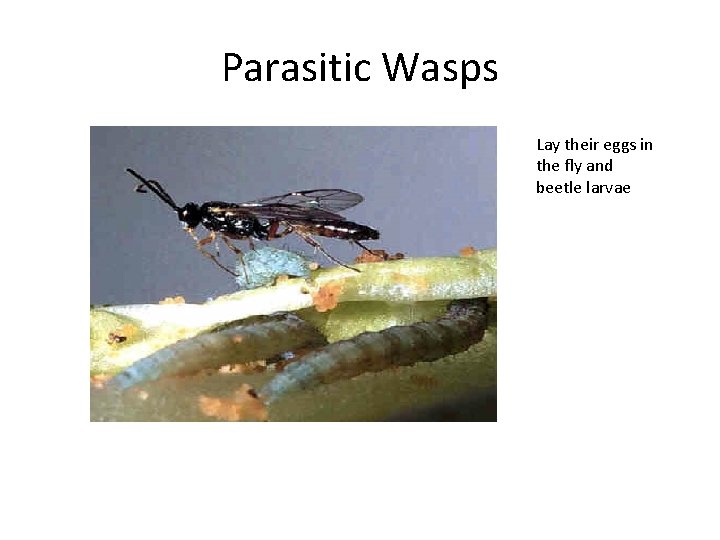 Parasitic Wasps Lay their eggs in the fly and beetle larvae 