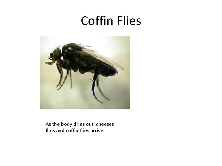 Coffin Flies As the body dries out cheeses flies and coffin flies arrive 