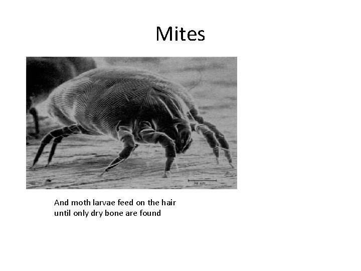 Mites And moth larvae feed on the hair until only dry bone are found
