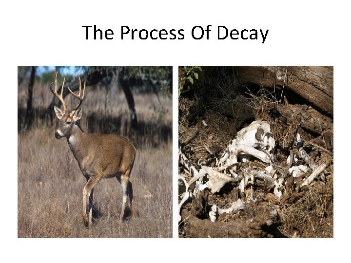 The Process Of Decay 