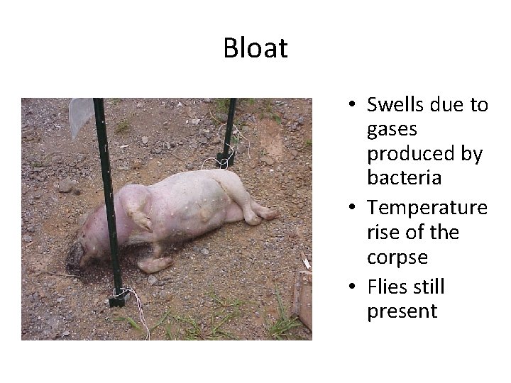 Bloat • Swells due to gases produced by bacteria • Temperature rise of the