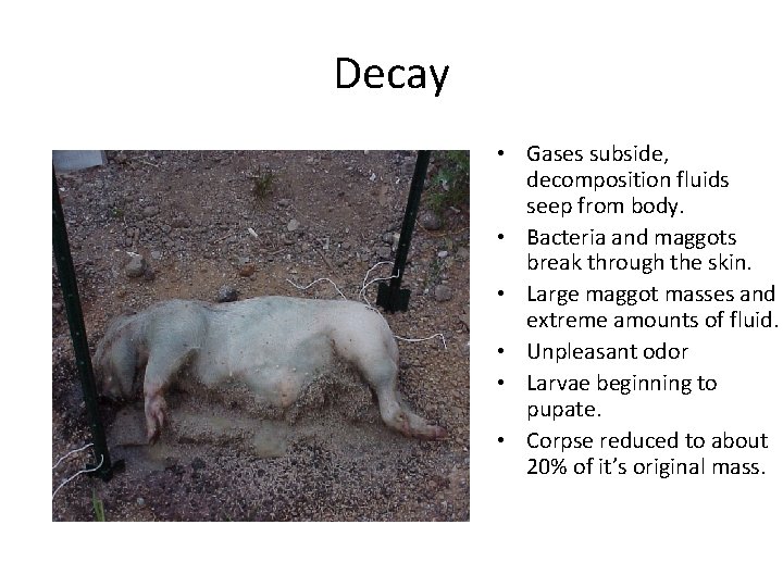 Decay • Gases subside, decomposition fluids seep from body. • Bacteria and maggots break