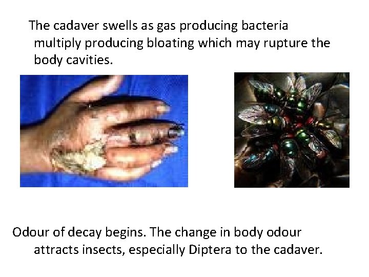 The cadaver swells as gas producing bacteria multiply producing bloating which may rupture the