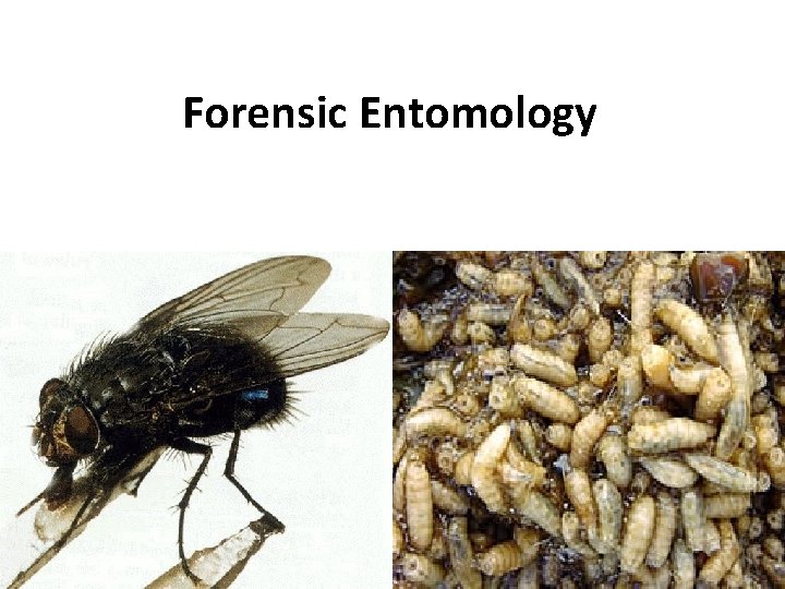 Forensic Entomology 