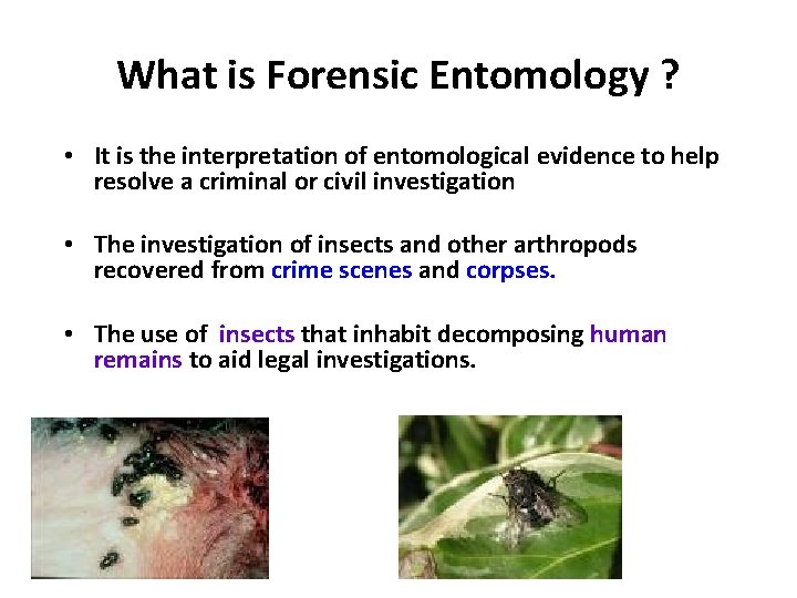 What is Forensic Entomology ? • It is the interpretation of entomological evidence to