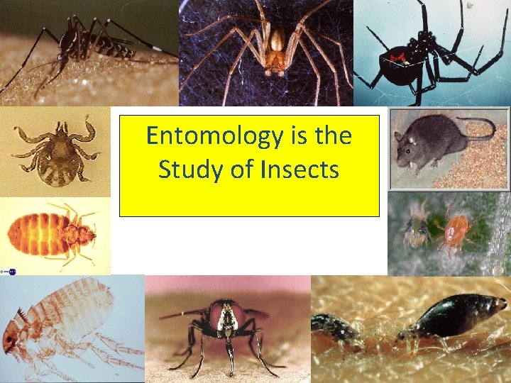 Entomology is the Study of Insects 