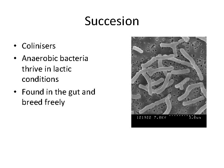 Succesion • Colinisers • Anaerobic bacteria thrive in lactic conditions • Found in the