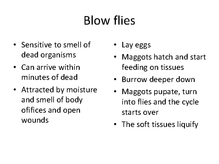 Blow flies • Sensitive to smell of dead organisms • Can arrive within minutes