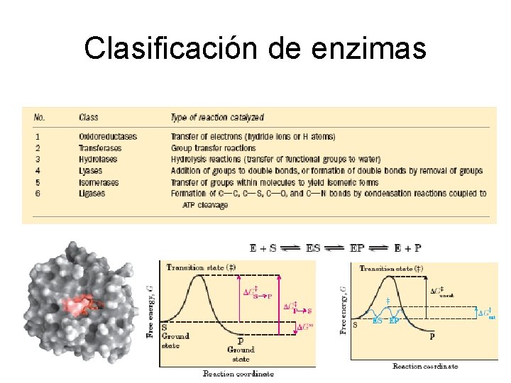 enzimas-catalizadores-biolgicos-hay-dos-condiciones-fundamentales-para
