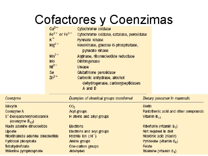 Cofactores y Coenzimas 