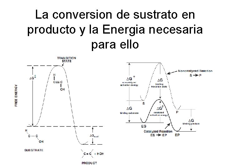 La conversion de sustrato en producto y la Energia necesaria para ello 