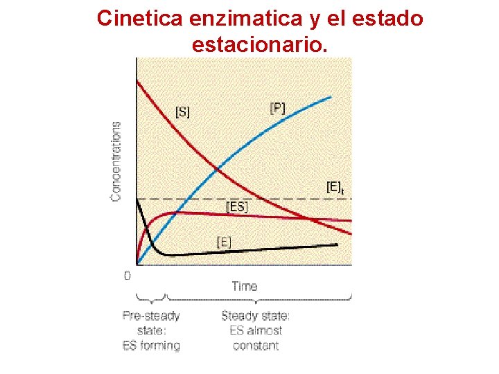 Cinetica enzimatica y el estado estacionario. 