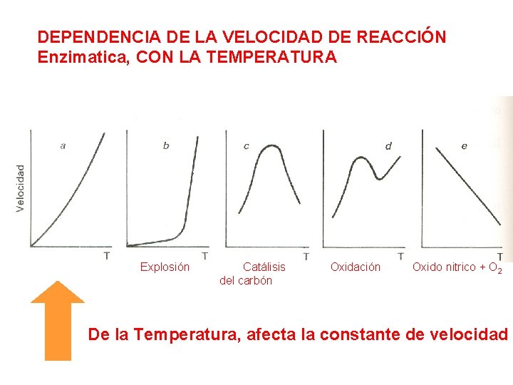 DEPENDENCIA DE LA VELOCIDAD DE REACCIÓN Enzimatica, CON LA TEMPERATURA Explosión Catálisis del carbón