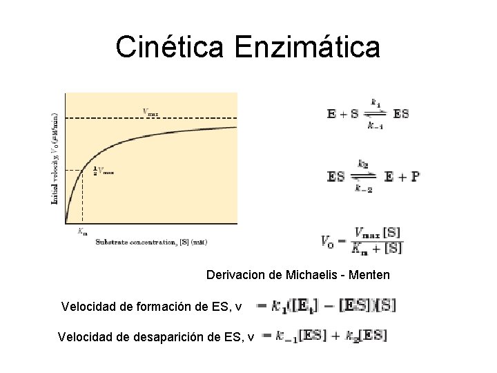 Cinética Enzimática Derivacion de Michaelis - Menten Velocidad de formación de ES, v Velocidad