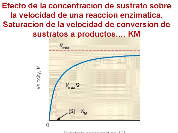 Efecto de la concentracion de sustrato sobre la velocidad de una reaccion enzimatica. Saturacion