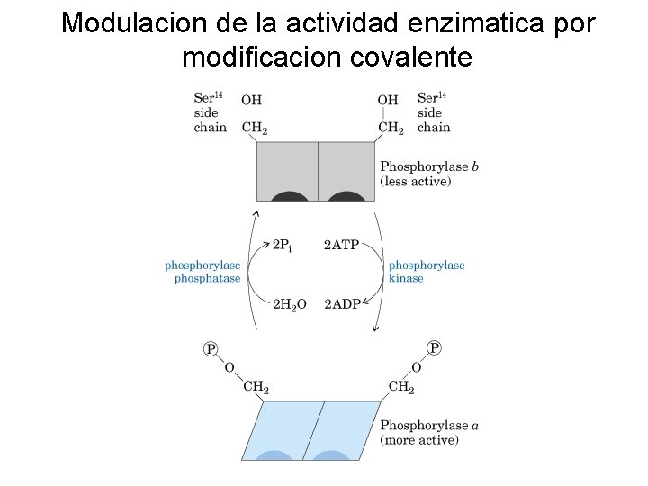 Modulacion de la actividad enzimatica por modificacion covalente 