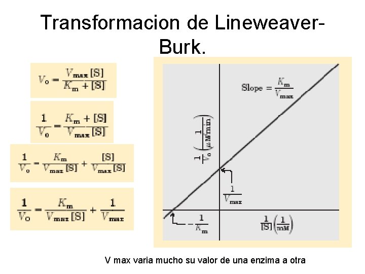 Transformacion de Lineweaver. Burk. V max varia mucho su valor de una enzima a