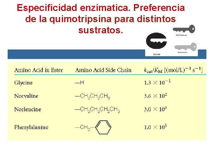 Especificidad enzimatica. Preferencia de la quimotripsina para distintos sustratos. 