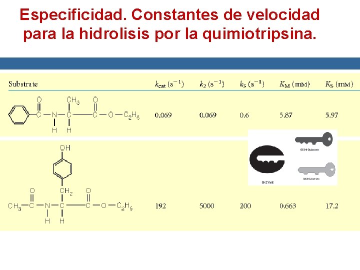 Especificidad. Constantes de velocidad para la hidrolisis por la quimiotripsina. 